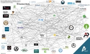 Animal Rights Organizations - interplay map