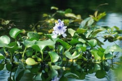 Hippo - food - water_hyacinth