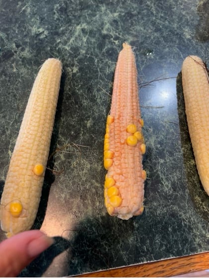 weather - corn - poor pollination drought & record rain 7-2022