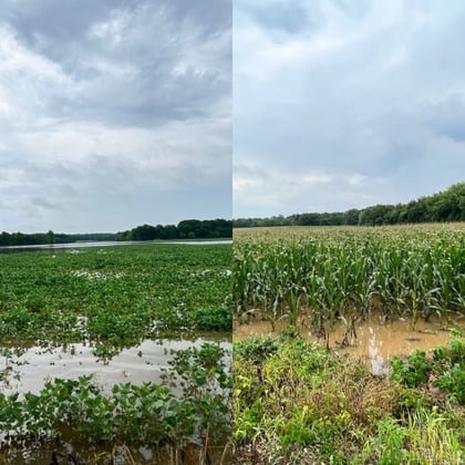 weather - picture of flooded corn & soy fields record rain 7-2022